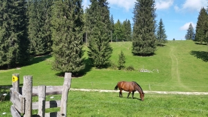  Foto Pferd auf Weide Wanderweg