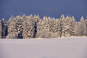 Foto Tannen im Winter